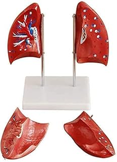Lung Model - Human Lung Anatomy Model - Human Organ Lung Demonstration Model - Removable 4 Parts Human Organ Anatomical Modeluseful SaiFei