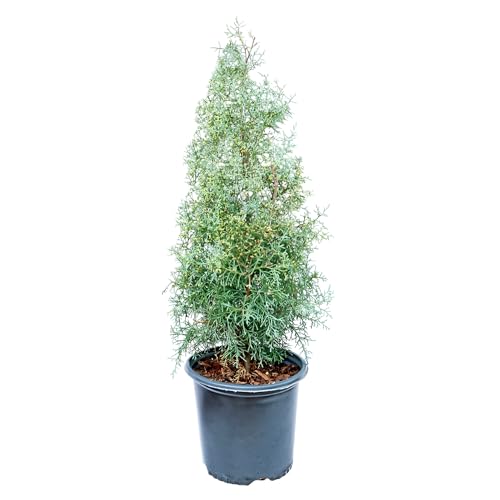Blue Ice Arizona Cypress Tree Live Plant – Evergreen Conifer with Silvery Blue Foliage, Fast Growing Landscape Tree, Drought Tolerant,Windbreak, Cold Hardy, Zones 6–9 (2 Gallon/Single)