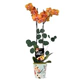 Green Circle Growers 5' Salmon Orchid Live Plant in Rifle Tin Planter with Eucalyptus Accent – Elegant...
