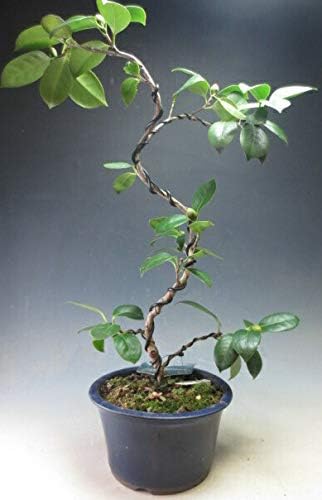 Amazon 椿 盆栽 花芽付き 椿 白玉 の鉢植え盆栽 現品 21早春開花予定 ヴェールモア 観葉植物 通販