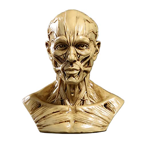 Image of Gaolinci 4-Inch Portable Human Model Craft Anatomy Skull Head Muscle Bone Medical Artist Drawing Study