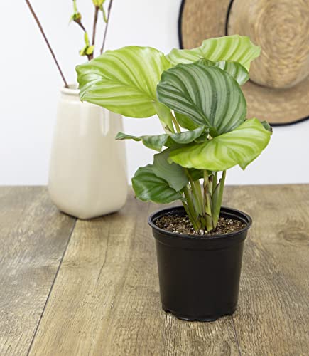 Calathea Plant Live Prayer Plant Live Indoor Plant, Calathea Live Plant Live House Plant Live Plants Indoor, Live Indoor Plants Live Houseplants Live Prayer Plants Live House Plants By Plants For Pets #TOP6