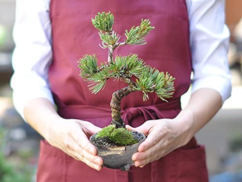 Amazon | 盆栽妙 四国五葉松 樹高約19cm 7点道具セット付 趣味 | 盆栽