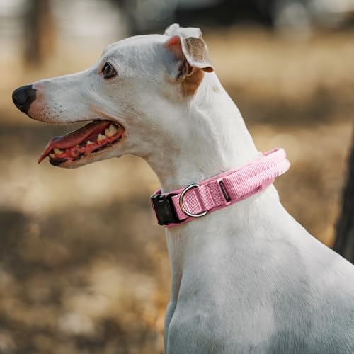 OneTigris Hunde Halsband mit Metallschnalle für Hunde Orange S