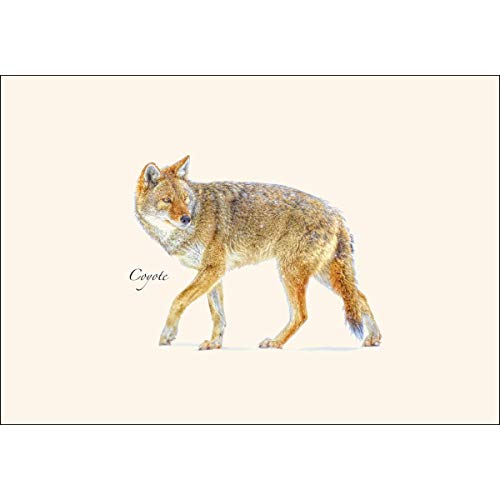 Image of Earth Sky + Water - Coyote Notecard Set - 8 Blank Cards with Envelopes