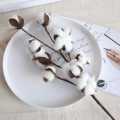 Cengnian Natural Dried Cotton Stems For Home Decoration Or Diy Wedding Bouquets thumb #4