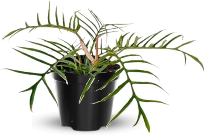 Miniatura 7 de Planta de Tortum Philodendron viva, planta de interior rara tropical variegada, plantas de inicio sin maceta, 12.7-22.9 cm de altura