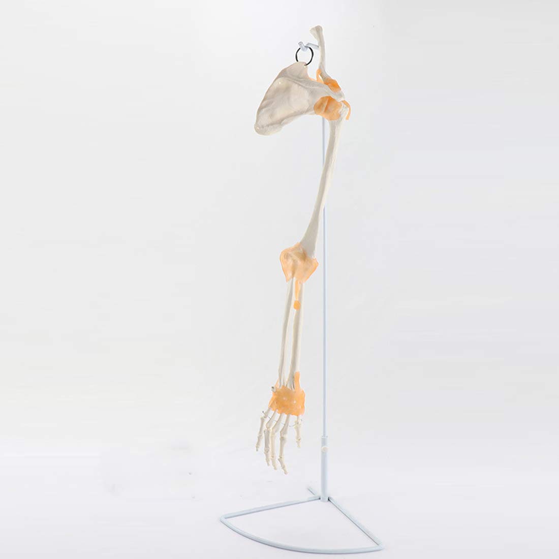 Whp Educational Model Life Size Human Hand Joint Skeleton Anatomy Model with Ligaments, Represents Structure of Bones of Hand And Part of Radius And Ulna