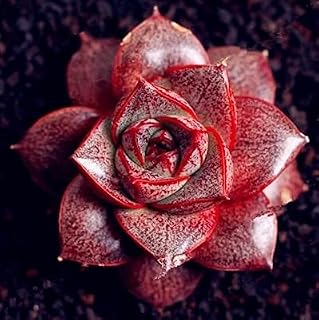 Kucus ! 100 Pcs Echeveria Purpusorum Seed Fresh Succulent Plant Home Rock Garden Gorgeous Round Leaf Rare Succulents Plant - (Color: 6)