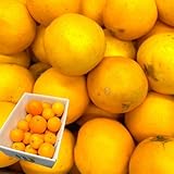 [みさわのやさい] ネーブル オレンジ 国産 訳あり 広島県産 5kg 不揃い ヤケ傷あり