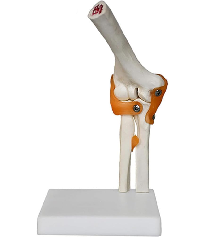 Modelos de articulaciones humanas con pantalla de esqueleto, mano, pie, hombro, rodilla, cadera, codo, modelo anatómico para educación médica y entrenamiento