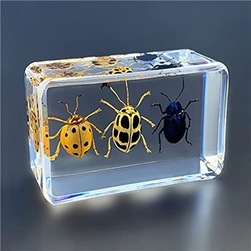 YJDQWSP Muestras De Insectos Reales, Insectos De Resina, Juguetes De Observación De Kindergarten, Accesorios Artesanales, Mini Regalos De Colección De Entomólogo Decorativo(Size:44x29mm,Color:D)