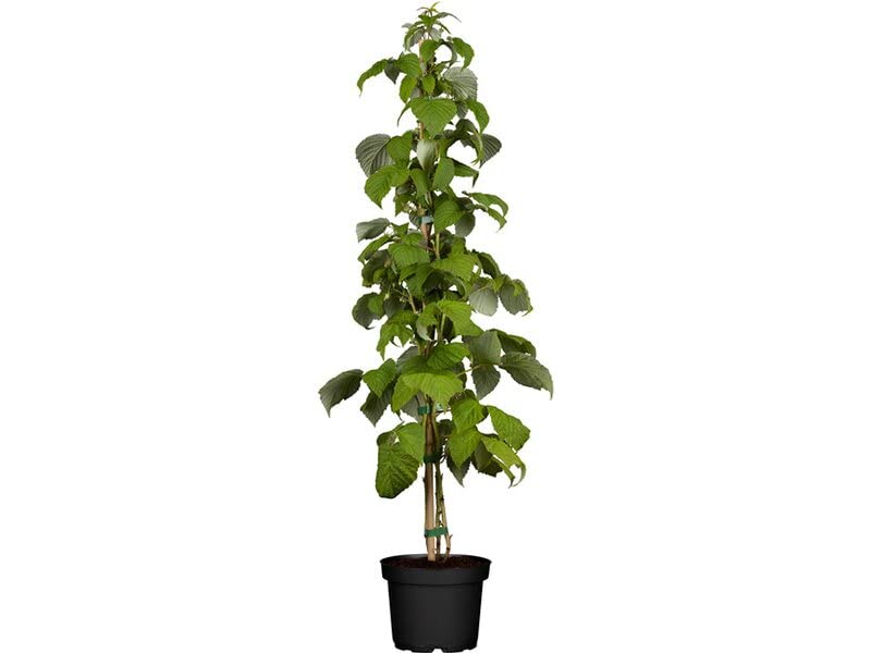 Árbol Rubus Idaeus Planta de Frambuesas Frutos del Bosque en Casa