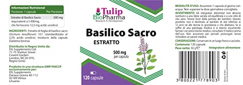 Basilic Tulsi sacré 5000mg Equivalent (500mg d'extrait 10:1) 120 Capsules, très fort, sans gluten, sans OGM, sans agent de remplissage – vue 4