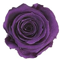 Rose éternelle stabilisée Cherry avec tige 50 cm | FLOR'M by Nico Fleur