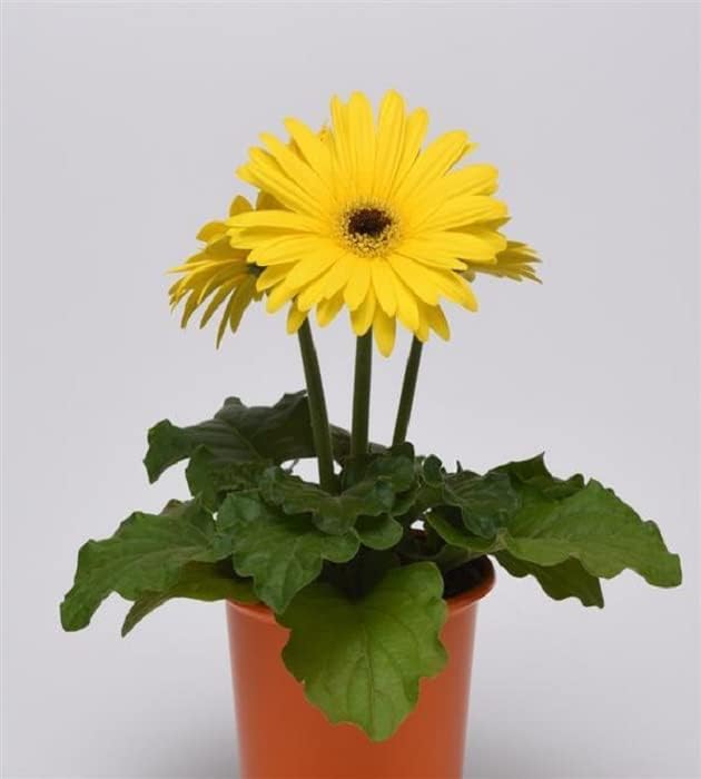 GoGreen Yellow Gerbera Jamesonii Gerbera Daisy GER-ber-a JAYM-sun-eye Transvaal Daisy Barberton Daisy Live Plant 1 ft