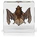 Bat Specimen- Real Bat Specimen, Encased Animal Specimen for Science Classrooms or Gifts, by American Heritage Industries