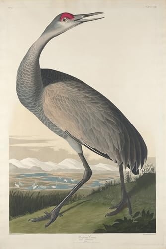 Affiche toile Grue de John Audubon, impression jet d'encre sur toile tendue premium 60x90cm