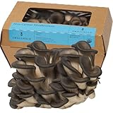 Smallhold Fresh Organic Blue Oyster Mushroom – 8oz | Locally Grown Gourmet Mushroom with Mild Umami Flavor, Meaty Texture & Long-Lasting Freshness | Ready to Cook, Nutrient-Dense Superfood
