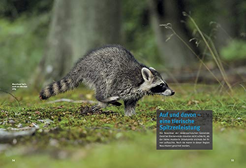 Entdecke die Waschbären: 32