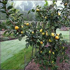 Yunakesa 1 Giant Fuyu Persimmon Fruit Tree #TOP1