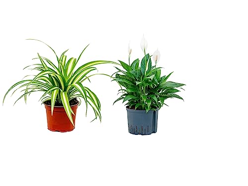 2 x Air Purifying Plants Spider Plant Chlorophytum, Spathiphyllum Peace Lily in 10-12 cm pots