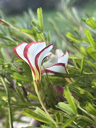MY PLANTIS Bulbi di Oxalis Versicolor, 5 Pezzi, Fiore Caramella, Fioritura Estate-Autunno, Per Esterni