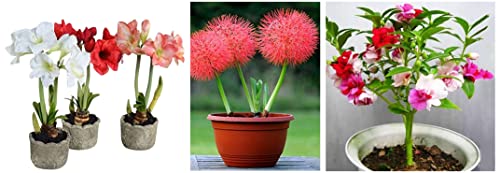 Image of Kraft Seeds Gate Garden Amaryllis Lily Flower Bulbs (Multicolour, Pack of 11) & Balsam Tom Thumb Mix Seeds - Pack of 5 & Football Lily Flower Sow and Grow Fresh Healthy Bulbs(Pack of 2)