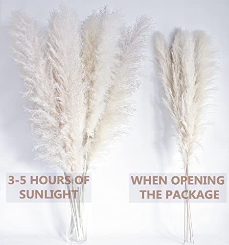 Image of 46 inch inch 10 Stems Cream Pampas Grass Decor Tall, Dry Flowers for Floor Vases Decor, Natural Dried Flowers for Wedding, Natural Home Decor, Wall Grass, Glam Decor