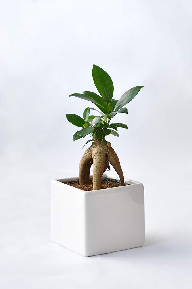 現品　ガジュマル　パンダガジュマル　51番　希少　インテリアグリーン　観葉植物 現品 ガジュマル パンダガジュマル 51番 希少 インテリア