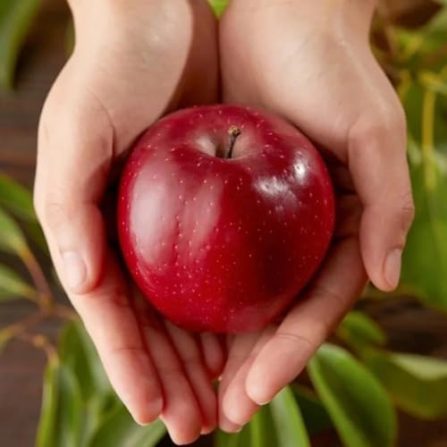 250 pezzi mela semi di giardino per uomini, mela, semi giardino sono resistenti colonna resistente decorazione