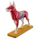 Modelo de acupuntura para perros: el lado derecho del modelo muestra la forma del perro lobo macho y la distribución de agujas de la cabeza, el cuello, el torso, las caderas y la parte delantera del pie.
