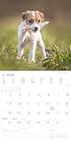 Alpha Edition - Welpen Kalender 2026 – Wandkalender 30x30 cm (30x60 cm geöffnet) – Für Hundeliebhaber – 12 süße Hundefotografien, viel Platz für Notizen, mit Feiertagen & Ferienterminen: Puppies