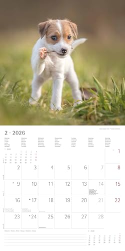 Alpha Edition - Welpen Kalender 2026 – Wandkalender 30x30 cm (30x60 cm geöffnet) – Für Hundeliebhaber – 12 süße Hundefotografien, viel Platz für Notizen, mit Feiertagen & Ferienterminen: Puppies