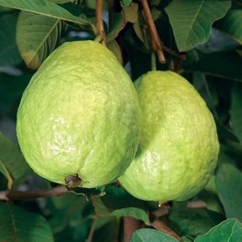 Image of Original Desi Pant Prabhat Guava inch - 1 Healthy Amrood Fruit Plant' 1.5-2 Ft Height in Nursery Grow Bag for Home Garden | Big Yellow Amrood variety,CF SG37