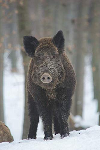 Krafttier Wildschein - Notizbuch mit Wildschwein Motiv: Tagebuch / Notizbuch mit 120 Seiten