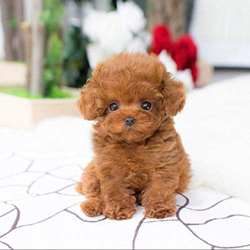 WallDecalsAndArt Realistic Teddy Dog Lucky, Handmade Realistic Figure Toy Dog, Plush Stuffed Animal Puppy Dog, Stuffed Animal Dog for Any Dog Lover, Stuffed Animal Toys Gift Plush Doll (Light Brown)