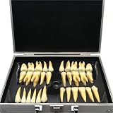 Modello di denti dentali con custodia – Set didattico da 32 pezzi