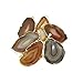 Agate Slice Tan Brown Gold Plated plated Rock Paradise Exclusive COA AM8B7-01