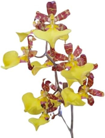 Orquidea Oncidium Elegans Planta Adulta Rara Natural Amarela