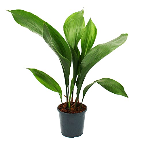 Exotenherz - Schusterpalme - Aspidistra elatior - Zimmerpflanze - 15cm Topf