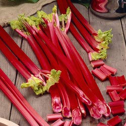 Vegetables Rhubarb ยญ Victoria 3 Plug Plants, Grow Your own Veg, Garden Ready