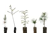 Bonsai Tree Bundle | Collection of 5 Live Tree Seedlings | The Jonsteen Company