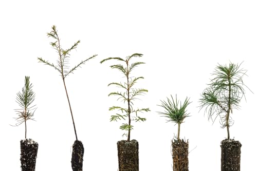 Bonsai Tree Bundle | Collection of 5 Live Tree Seedlings | The Jonsteen Company