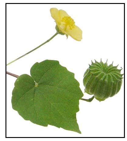 Atibala - 10 Seed- Indian Mallow Abutilon Indicum - Kangi (B0852MCMBH) Amazon Price History, Amazon Price Tracker