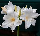 White Belladonna Lily Bulb, Plant, Root