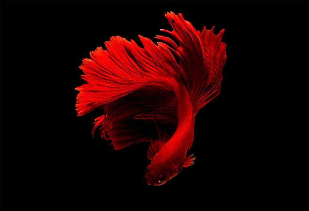 UEHVVF Red Fish Canvas Painting Unframed Wall Art Red Fish Painting Posters and Prints Animal Pictures Living Room Decoration (Red, 80 x 120 cm)
