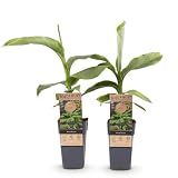 Green boutiQ - Plante fruitière - Musa Basjoo - Bananiers - Rustique - Vert - 2 Plantes - Pot 15cm - Hauteur 50cm
