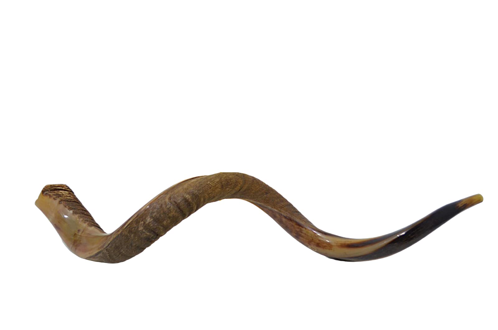 Kudu Yemenite Shofar Horn Judaica Kosher Helf Natural From Israel XXXL 48"-49"