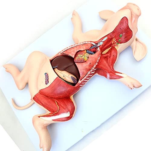 Anatomie animale embryon de porc avec organes internes muscles et nerfs